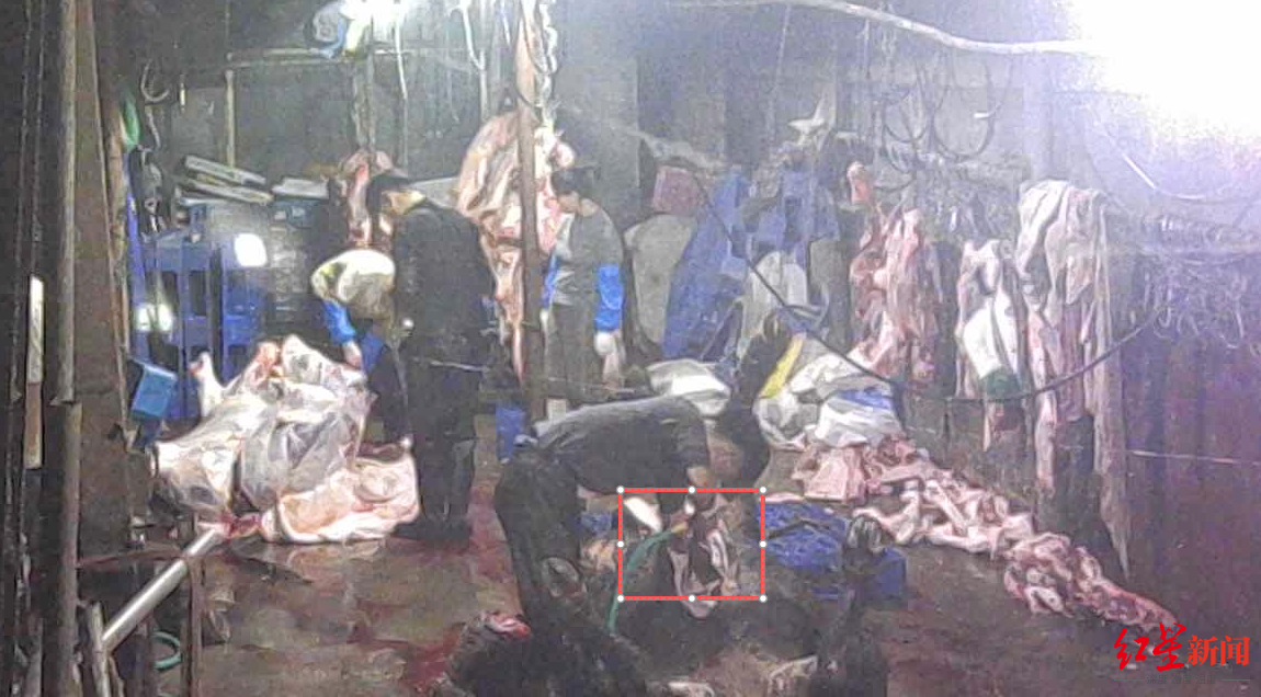 ▲屠宰点员工给牛注水