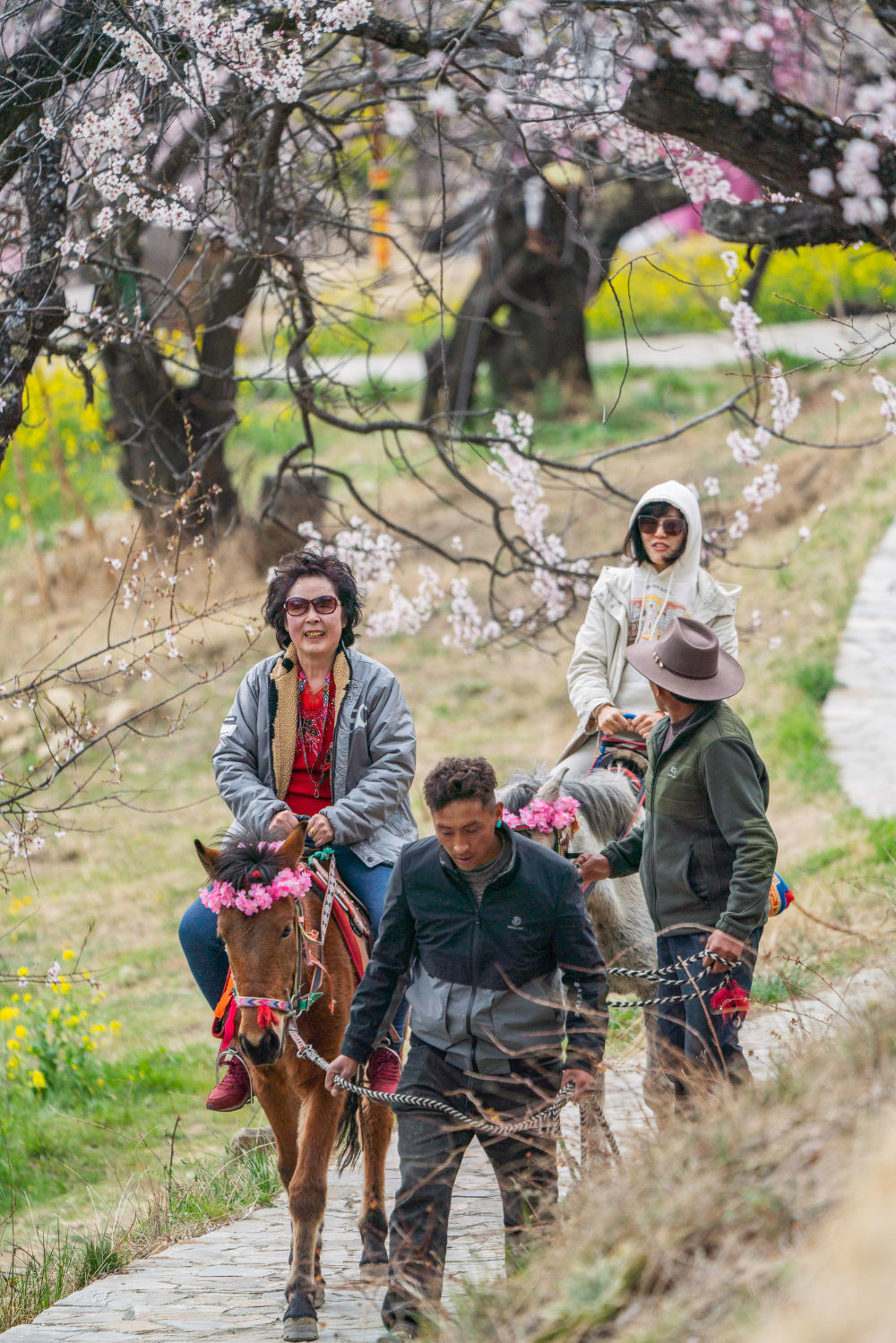 2025年4月2日，游客在林芝市嘎拉村体验马背观花。今年桃花旅游文化节期间，民族服饰旅拍、美食特产、射响箭、骑马观光等体验项目吸引了众多游客。凭借得天独厚的桃花资源，林芝的“桃花经济”玩出了花样，成为当地群众增收致富的重要途径。