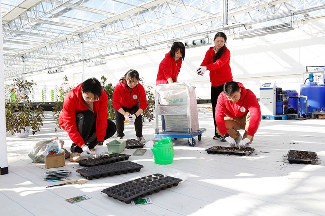 “科技小院”驻村研究生进行育苗。平谷区委宣传部供图