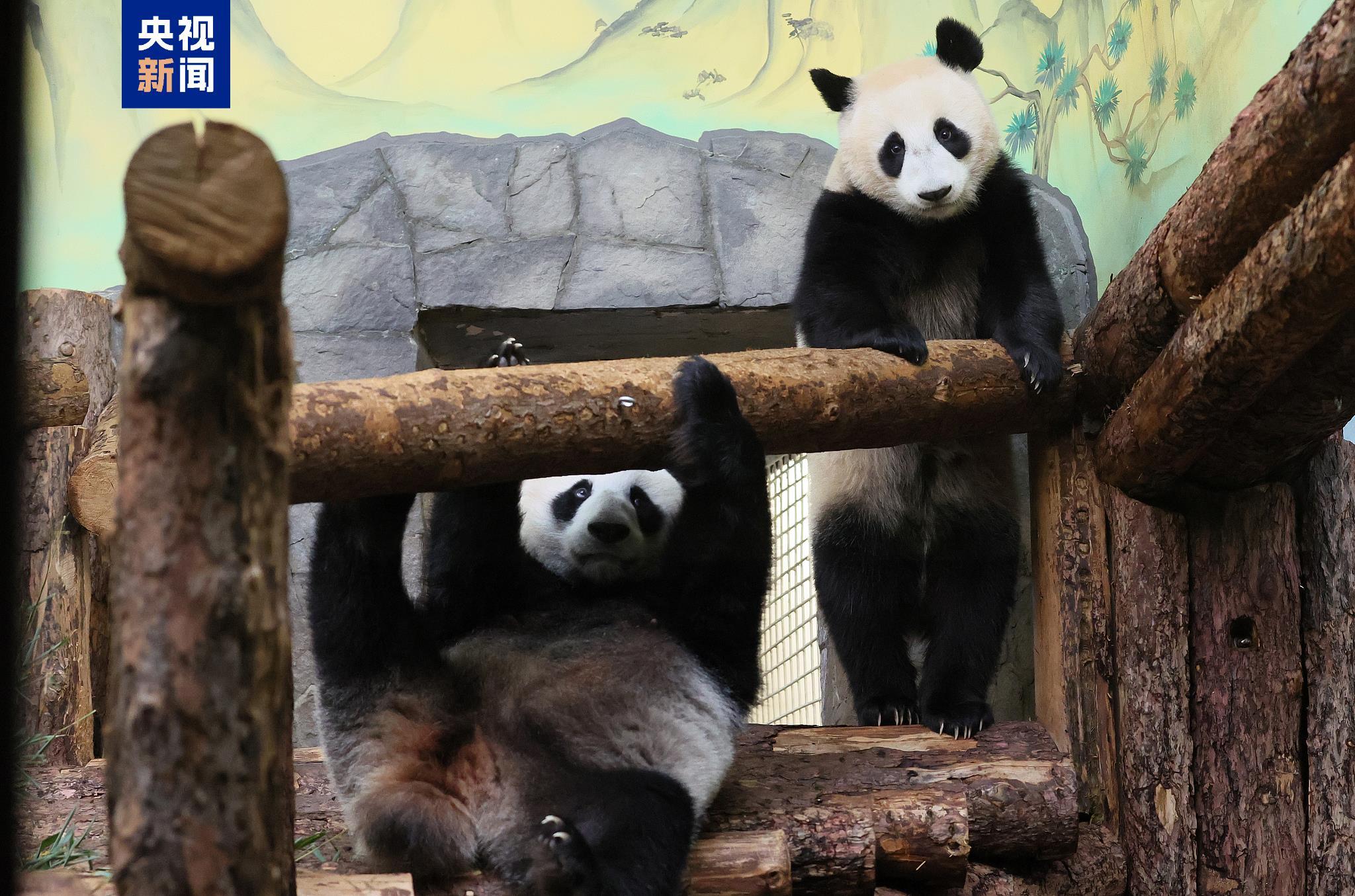 △大熊猫“丁丁”和幼崽“喀秋莎”