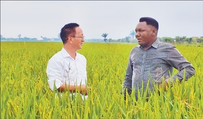 中国援布隆迪农业专家组帮助当地种植杂交水稻3800公顷 “为布隆迪农业发展注入新动力”（共创繁荣发展新时代）