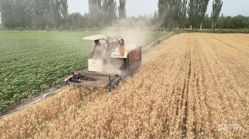 温宿县古勒阿瓦提乡农民驾驶联合收割机在麦田里收割小麦 (央广网发 李佳 摄)