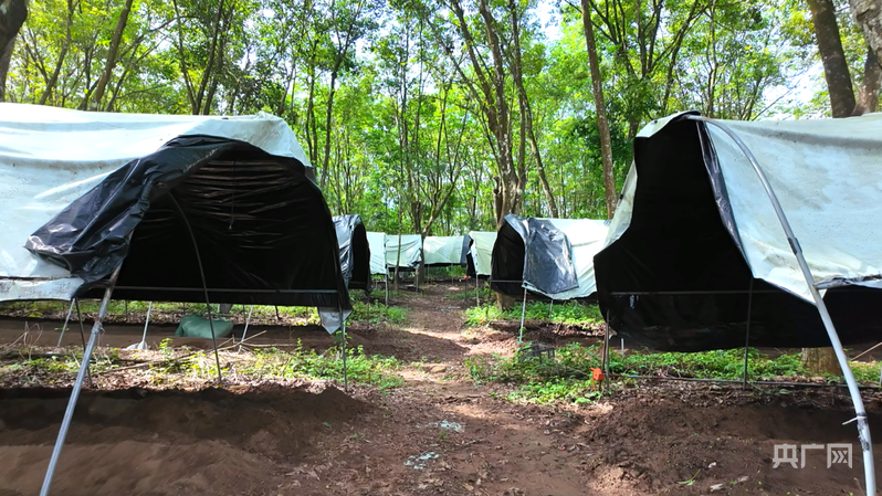 橡胶林下的种植大棚（央广网记者 付美斌 摄）