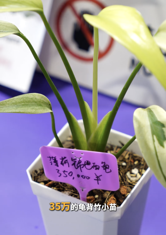 〓 图源bilibili用户@图什么克