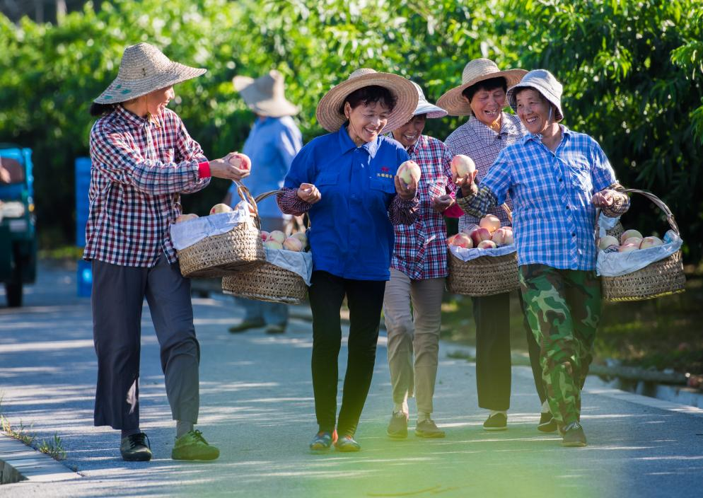 盛夏时节,阳山桃农喜迎水蜜桃丰收(央广网发 无锡阳山生态休闲旅游度假区供图)