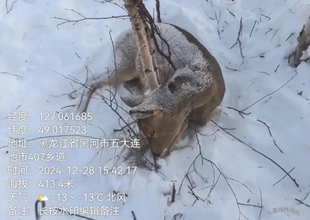 志愿者在五大连池市一处林场发现一只被套住已死亡冻僵的怀孕母狍子。