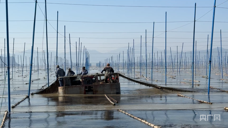 养殖户正在采收头水紫菜(央广网记者 李晓晓 摄)