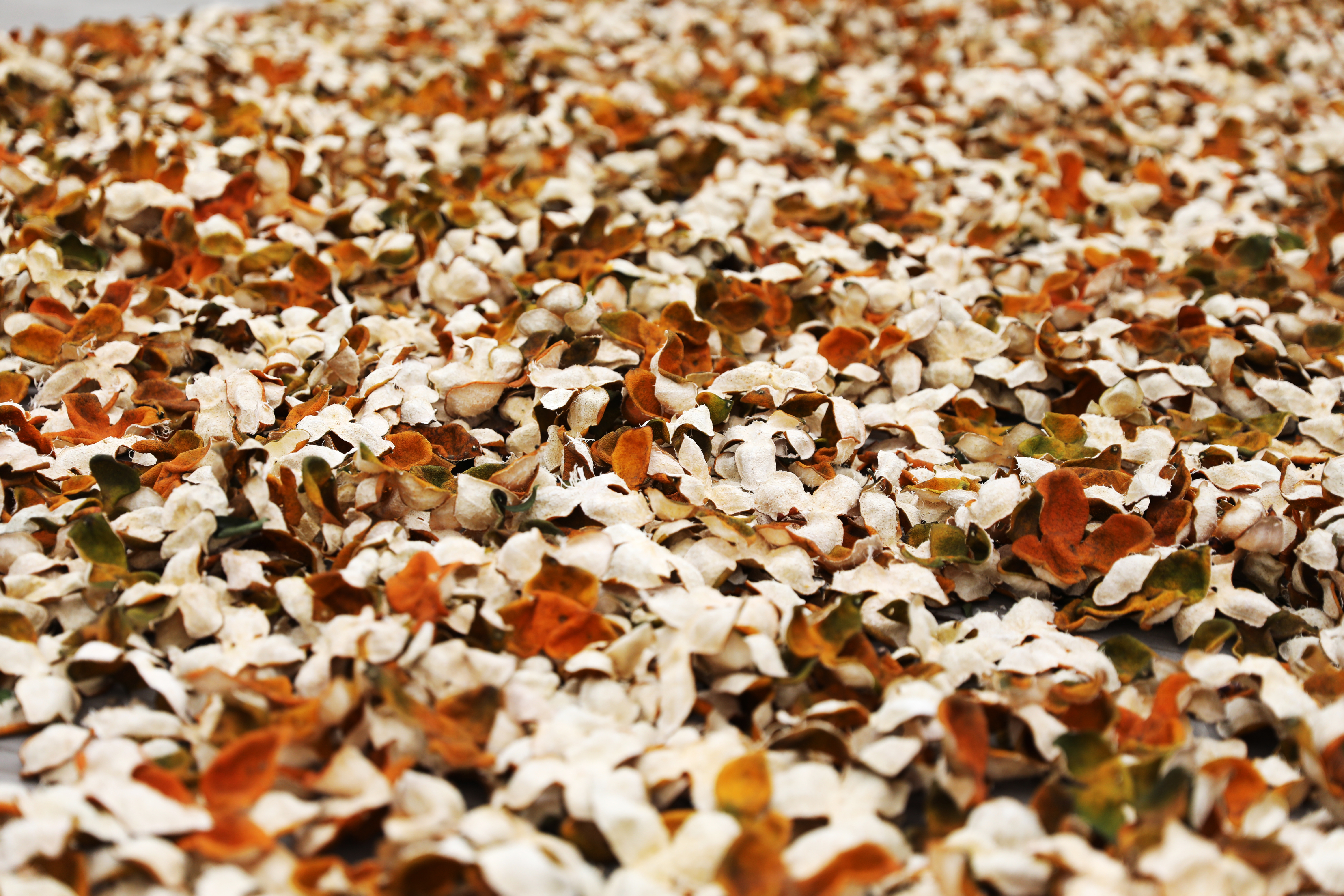 广东江门新会生晒中的陈皮,久制陈皮素有“一两陈皮一两金”的美誉,是当地的致富果。南方+记者 张由琼 摄
