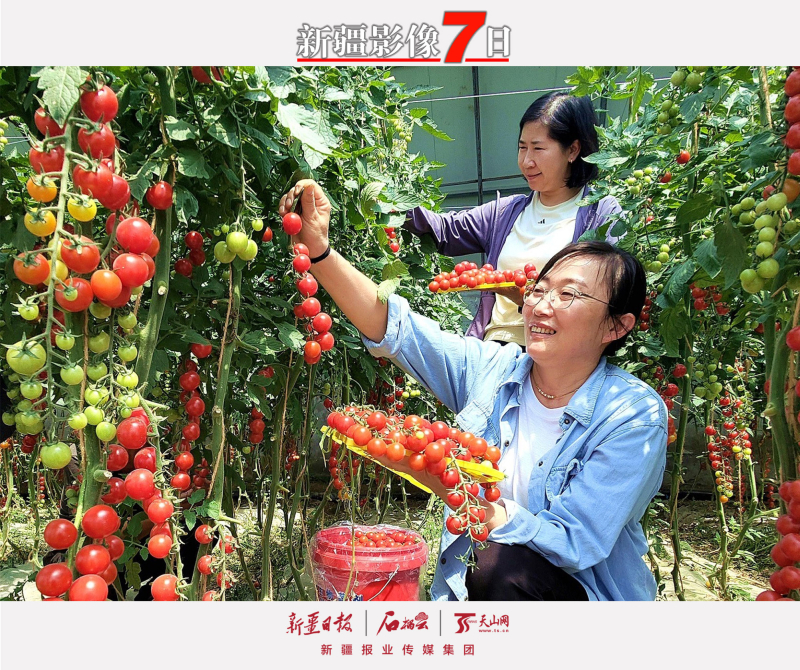 6月12日，察布查尔锡伯自治县良繁场的蔬菜种植大棚内，弥漫着诱人的果香。在这片繁茂的藤蔓间，一颗颗晶莹剔透、鲜红亮泽的樱桃小番茄挂满枝头，其色泽令人难以抗拒。游客们手提着篮子，穿梭于藤蔓之间，沉浸在采摘乐趣中，体验田园美好生活。华岩明摄