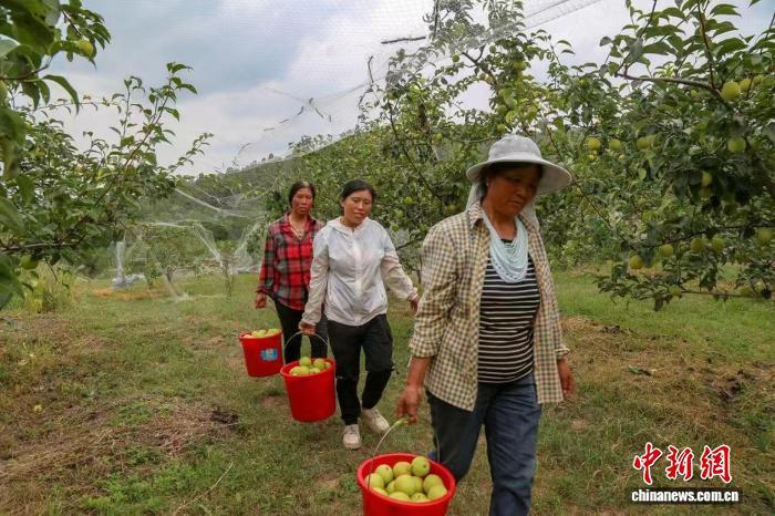 村民们提着小桶穿梭于果树间，娴熟地采摘成熟的梨果。　郭少宇 摄