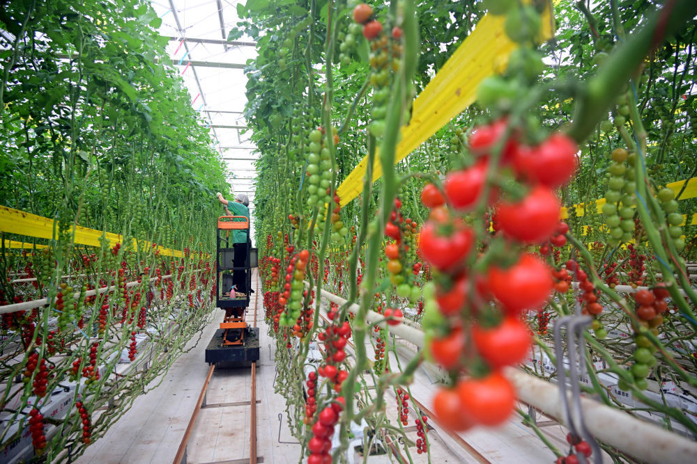 3月4日，在山东省莱西市望城街道凯盛浩丰现代设施农业产业园，员工在采摘西红柿。新华社记者李紫恒摄