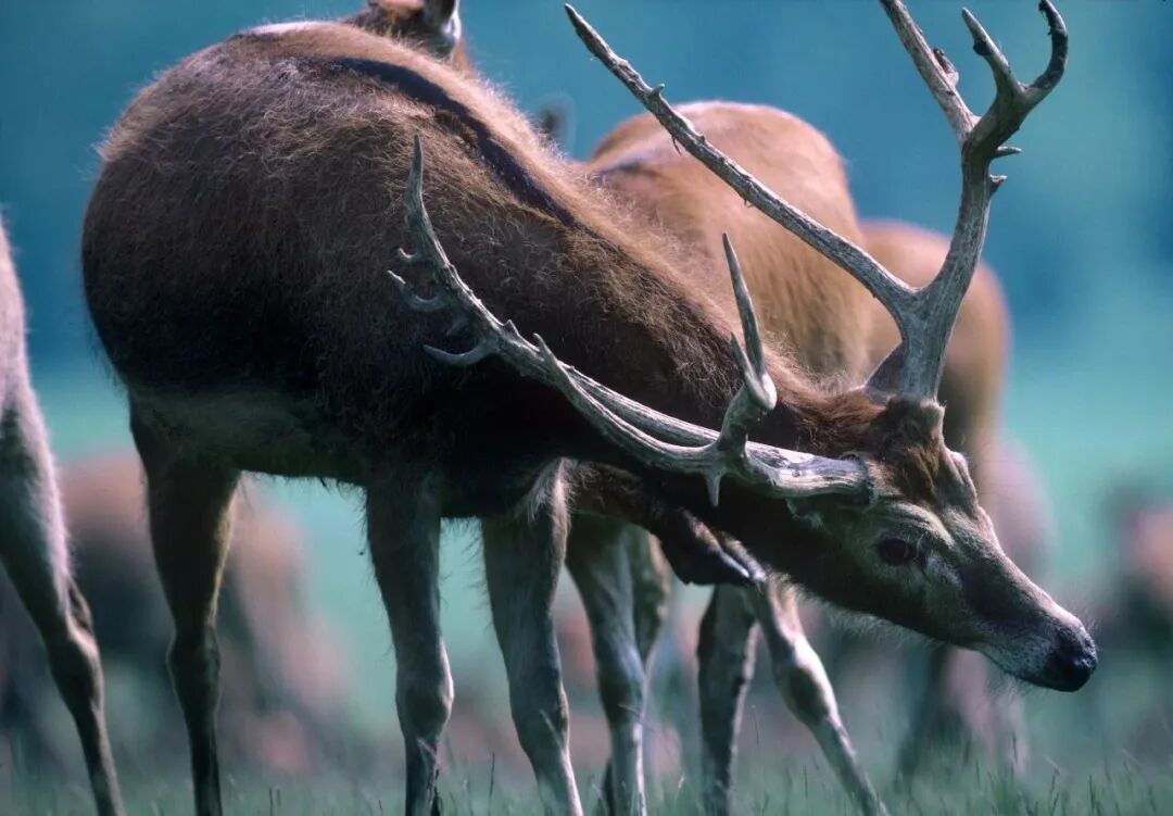 麋鹿还乡 A Deer Story, 1985© Michael Freeman