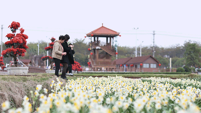 漳州市花——水仙花