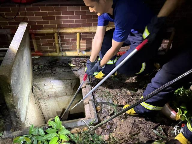 专业人士正在清理蛇患