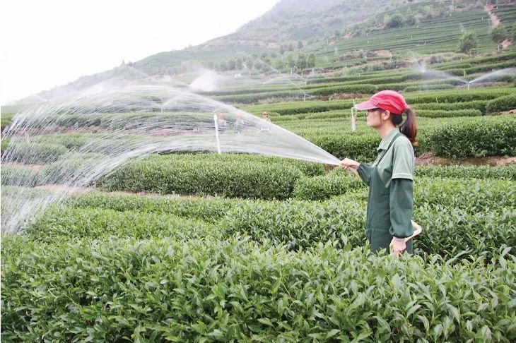 茶园工人正在用豆浆液态有机肥浇灌茶树。图源：台海杂志