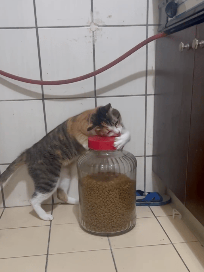 会自己开瓶盖来吃猫粮~