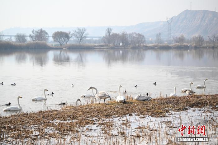 12月9日，在位于甘肃省兰州市西固区达川镇“三江口”湿地，从西伯利亚而来的白天鹅嬉戏。中新社记者　李亚龙　摄