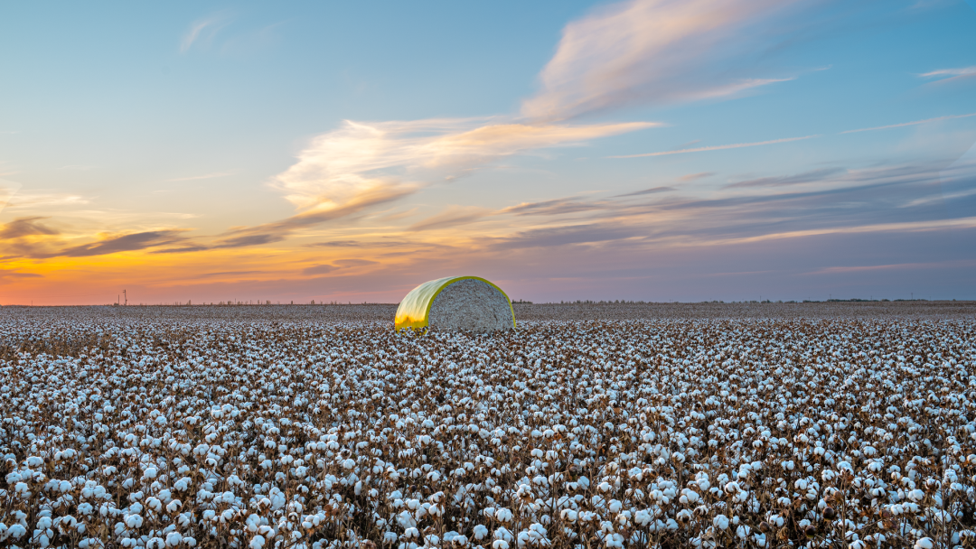 一望无垠的棉田