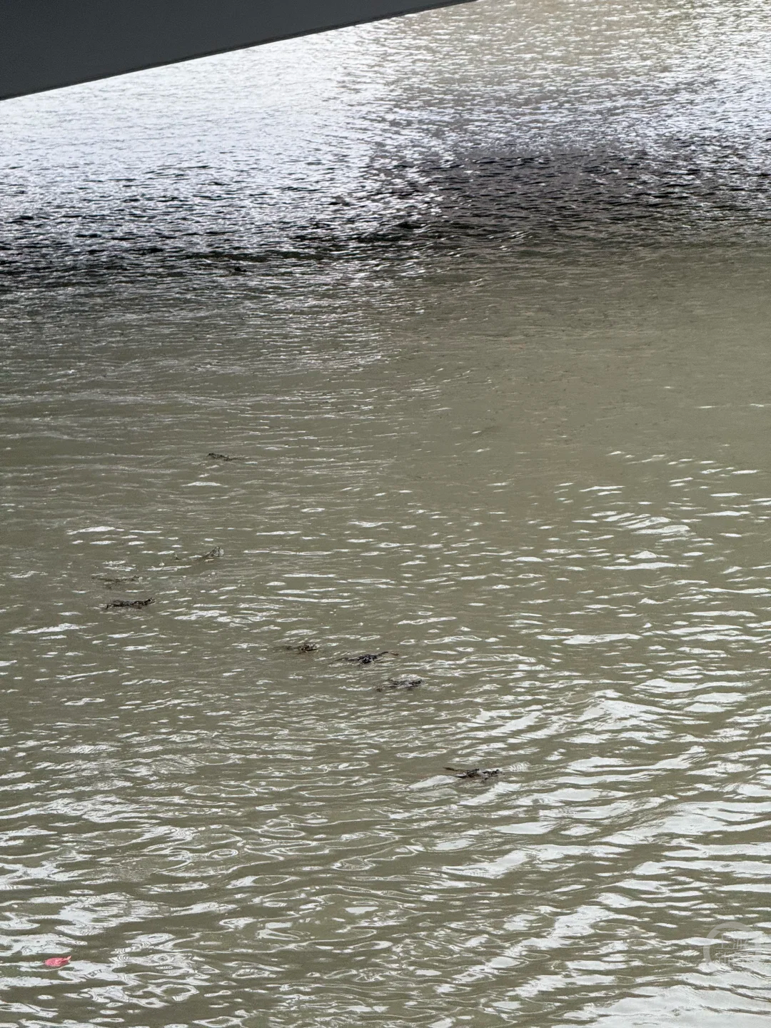 △水中漂浮着放生的牛蛙(受访者供图)