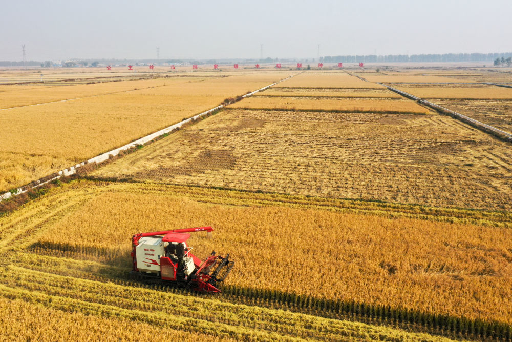 2025年10月14日，在吉林省公主岭市，农民驾驶农机收割水稻（无人机照片）新华社记者 张楠 摄