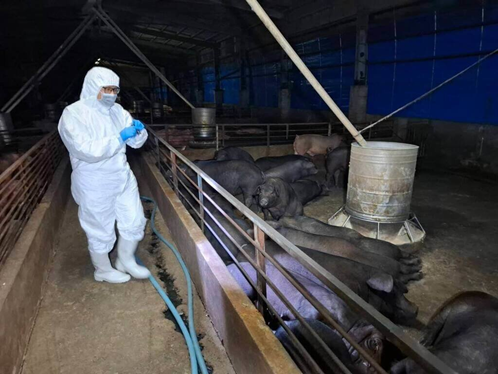 台中一养猪场验出非洲猪瘟核酸阳性反应。图源:台湾“中央社”
