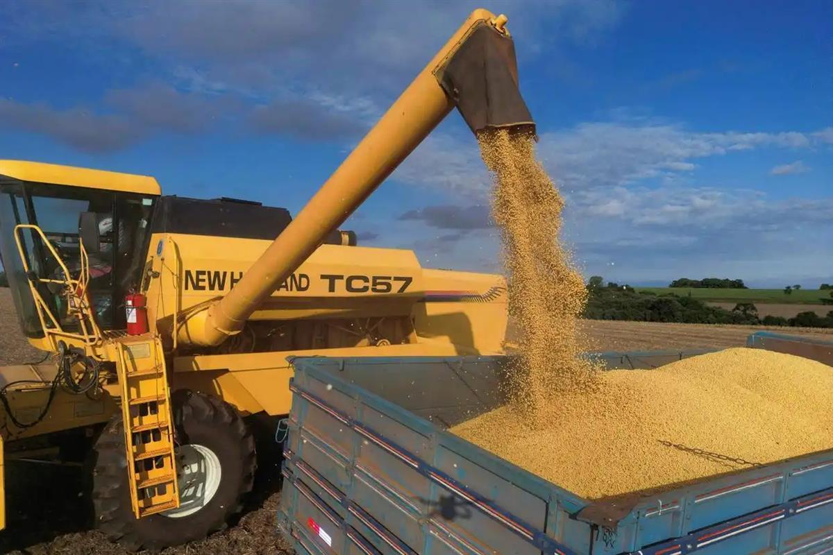 中国购买240万吨巴西大豆，美国农民喊话特朗普：我们不能成为牺牲的羔羊