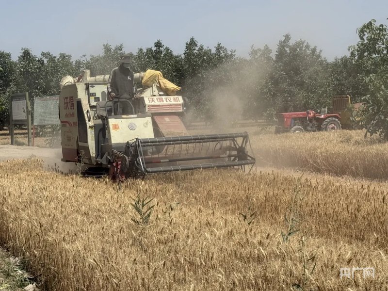 机械化麦收作业 (央广网发 王华贤 摄)