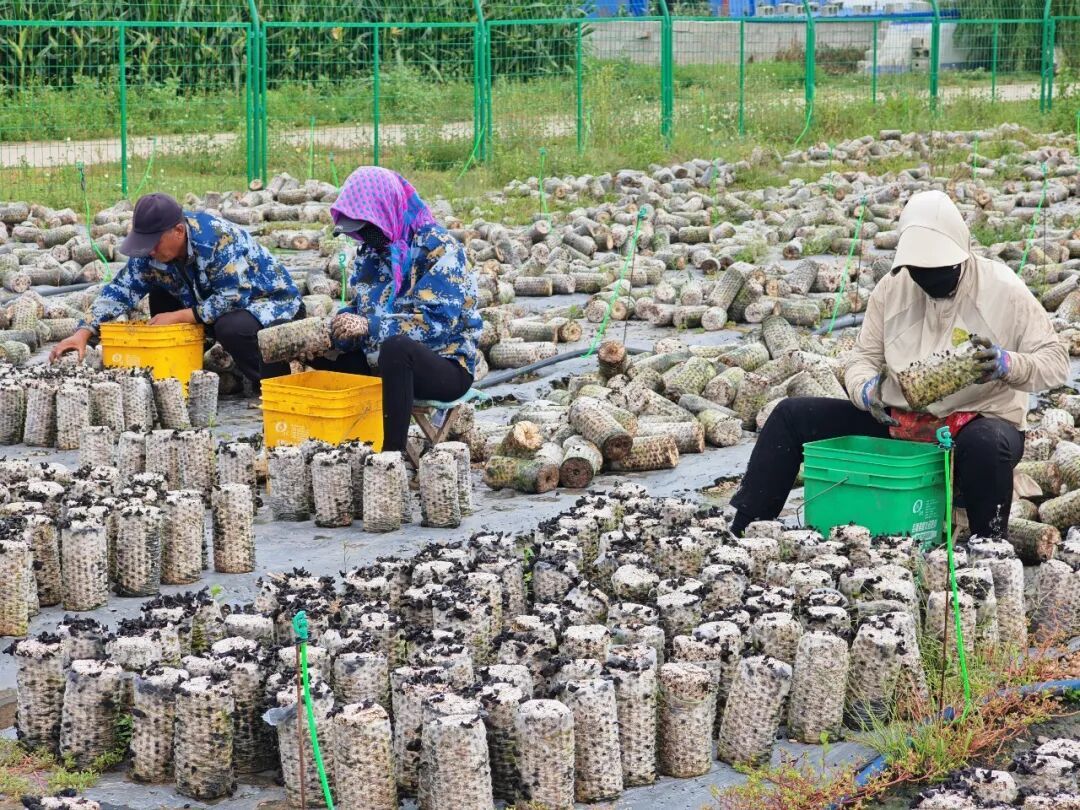 五家子村村民在黑木耳种植基地务工/资料图。