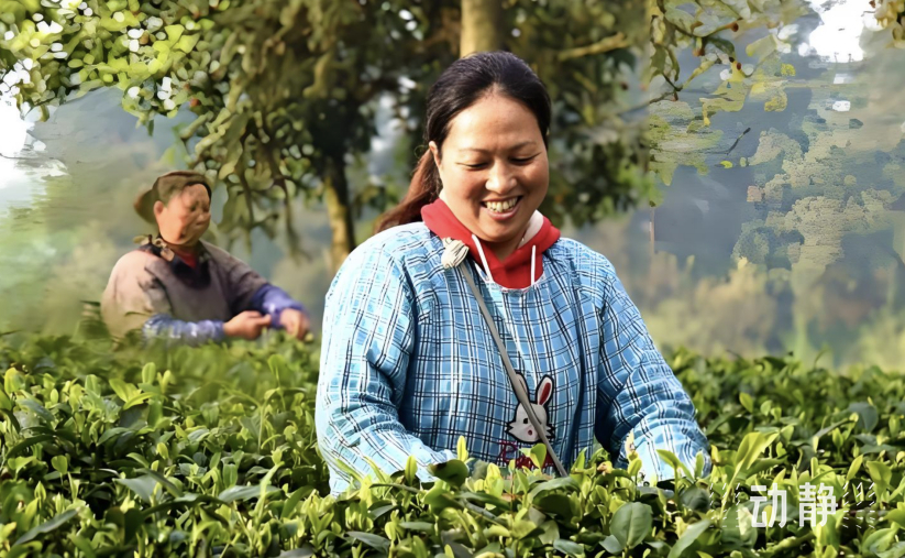 湄潭农民采茶