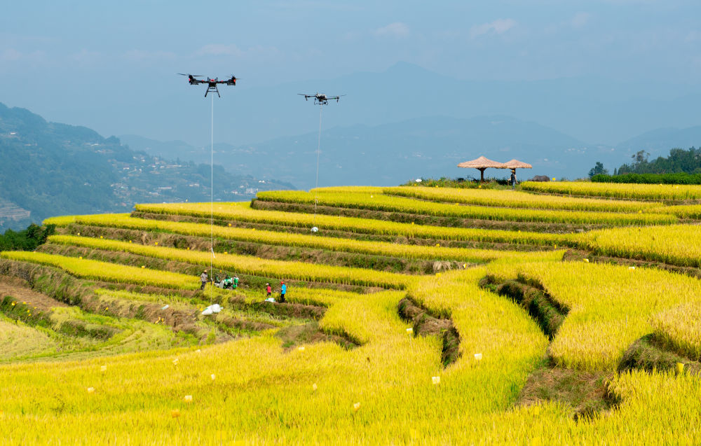 10月10日，湖北省秭归县沙镇溪镇长春村村民用无人机转运收获的水稻（无人机照片）。新华社发（雷勇摄）