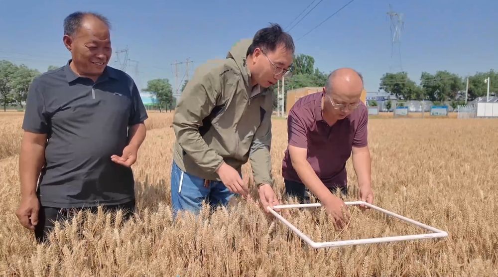 河北省邯郸市永年区种粮大户刘军的（左一）与专家在田间查看小麦生长情况。新华社记者 岳文婷 摄