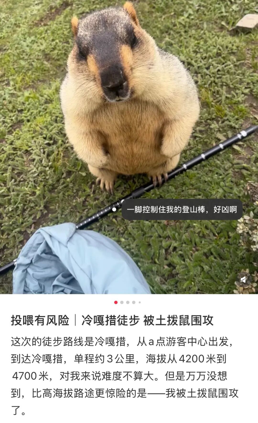 有网友现身说法,旱獭并不都是呆萌可爱的。(图/小红书截图)