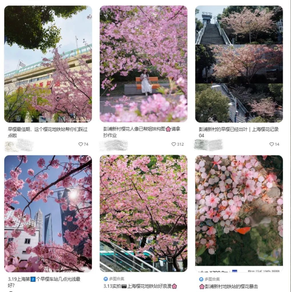 上海地铁站出来，与早樱撞个满怀。（图/小红书）