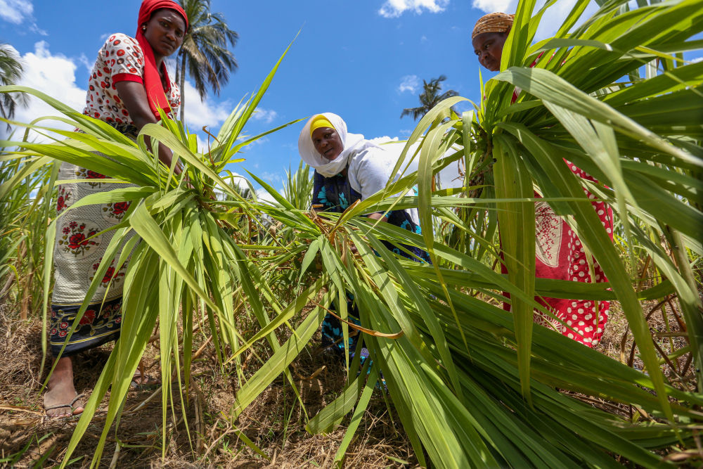 9月20日,在坦桑尼亚桑给巴尔,塔希娅·包索·马萨韦(中)与同伴采收菌草。(埃马纽埃尔·赫尔曼 摄)