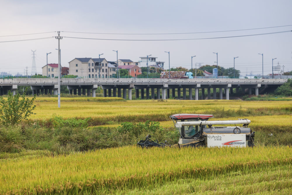 这是10月22日,收割机在浙江省金华市金东区塘雅镇万亩良田示范区收割水稻。新华社记者 徐昱 摄