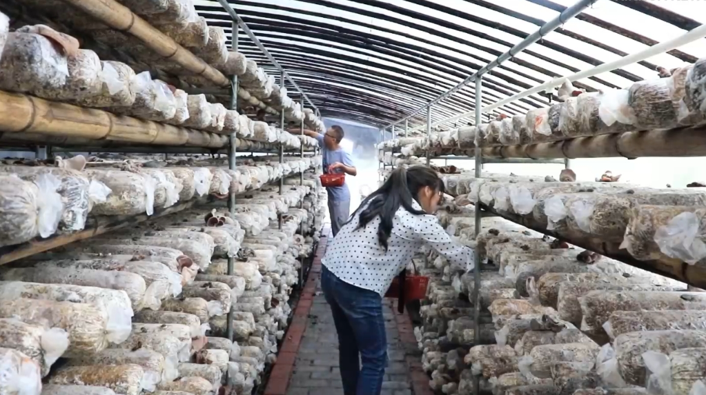 在江西省大余县河洞乡菌棒加工基地，工人正在作业。新华社记者 郭杰文 摄