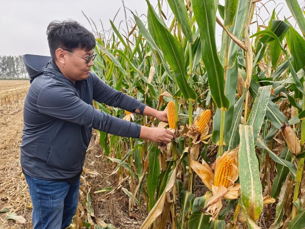 2025年10月10日，安徽省宿州市萧县金旺家庭农场负责人许大宾查看待收割的玉米品质。新华社记者 水金辰 摄