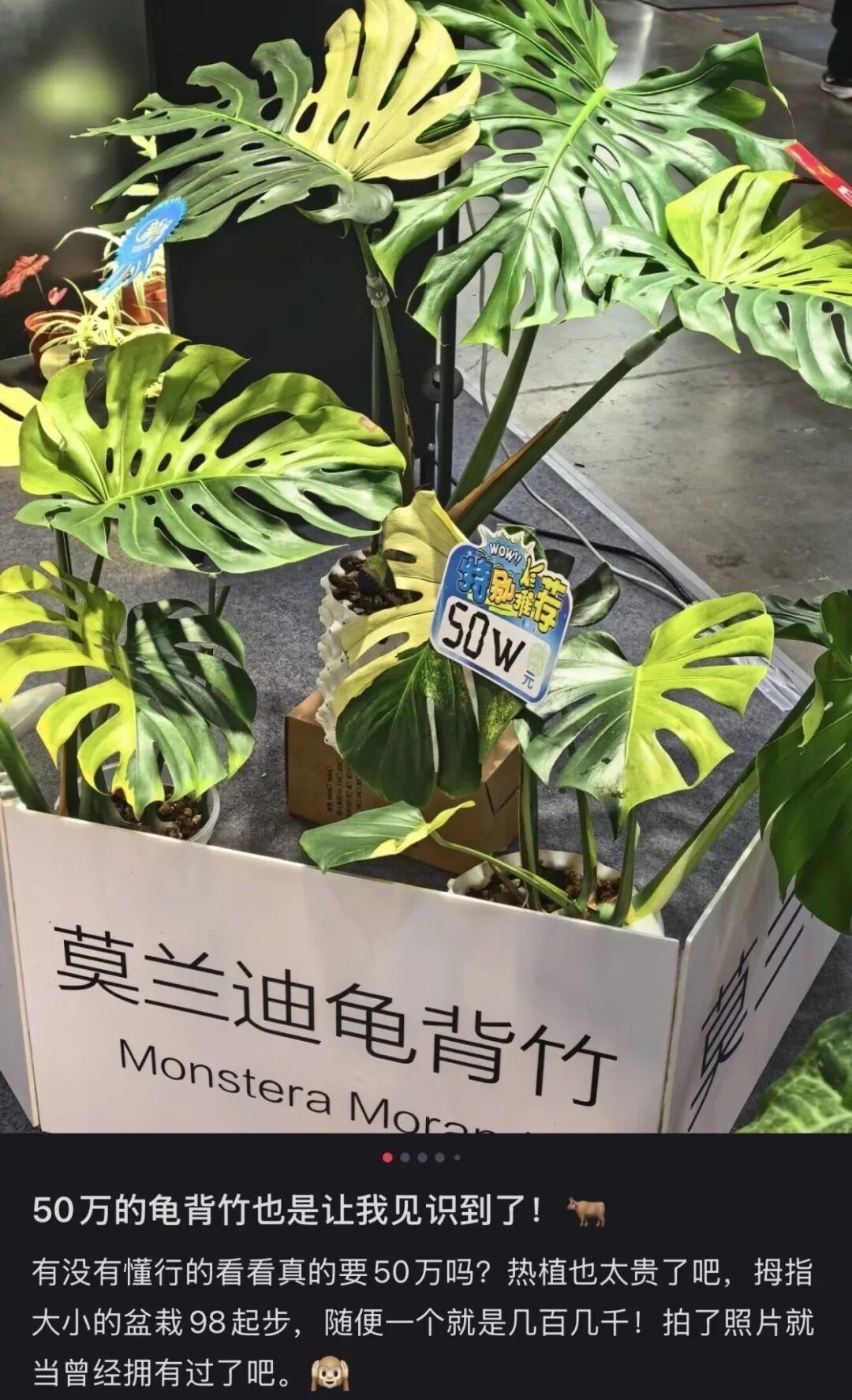 〓 图源小红书用户@放牛班的春天-