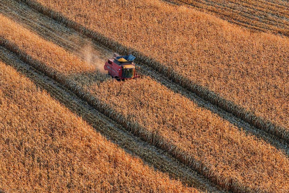 10月14日在黑龙江省同江市街津口赫哲族乡，农户在收获玉米（无人机照片）。