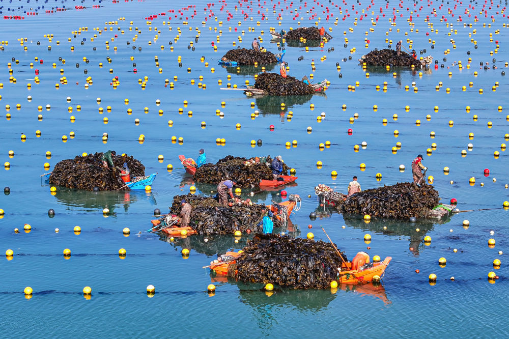 2025年5月3日，山东省荣成市爱伦湾海洋牧场海带养殖区，渔民驾驶舢板采收海带（无人机照片）。新华社发（李信君摄）