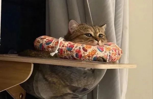 ▲主子戴頭套生無可戀 變「憂鬱小貓」哀怨臉委屈巴巴。(圖/Threads@seven.hu_提供,請勿隨意翻拍,以免侵權。)