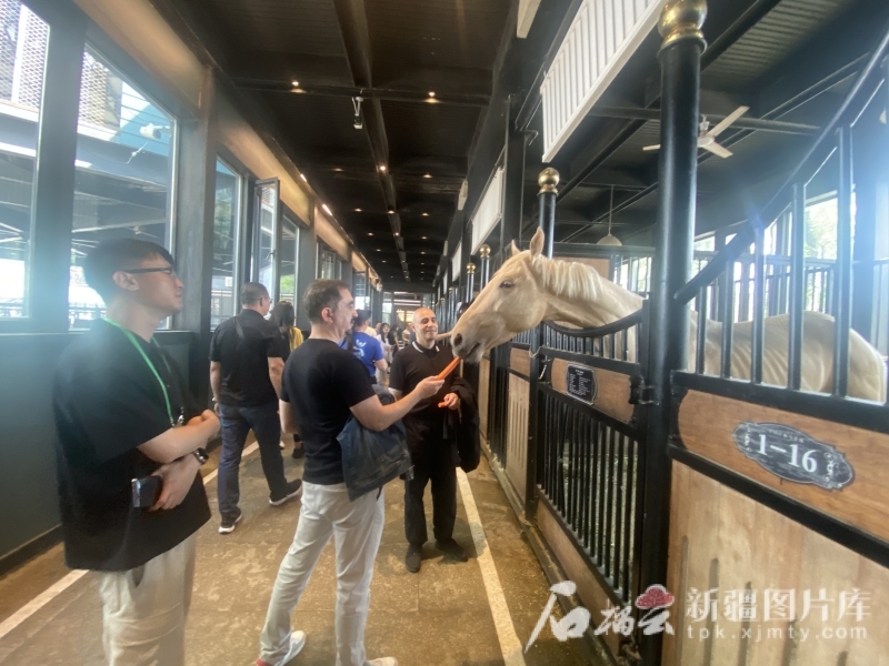 5月25日，嘉宾在新疆野马古生态园用胡萝卜喂马。王新摄