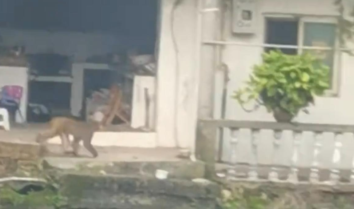 ▲肖家冲出现猴子 网传视频截图