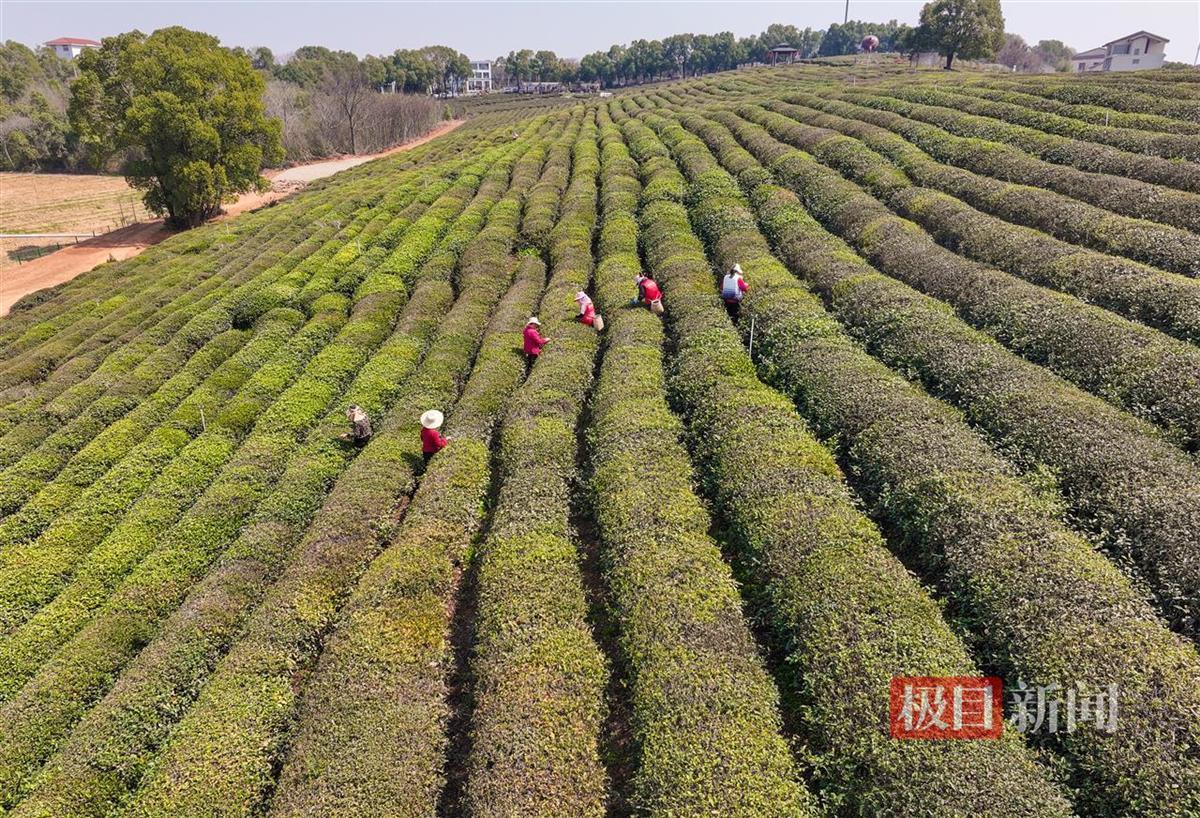 春分茶垄叠翠浪，漫山新绿采青忙