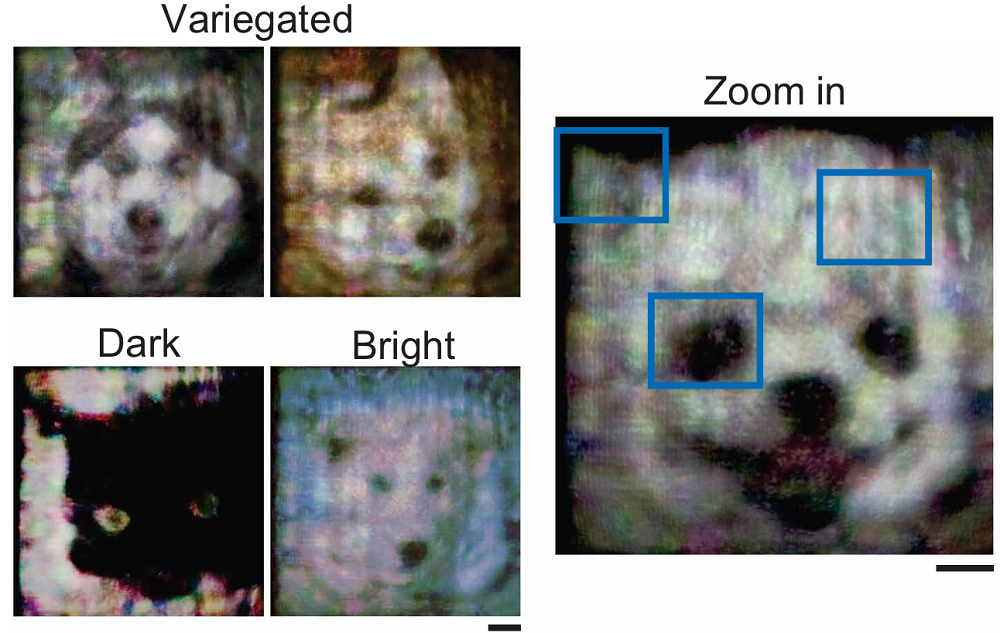 上海交大全光AI芯片登Science!比A100快百倍