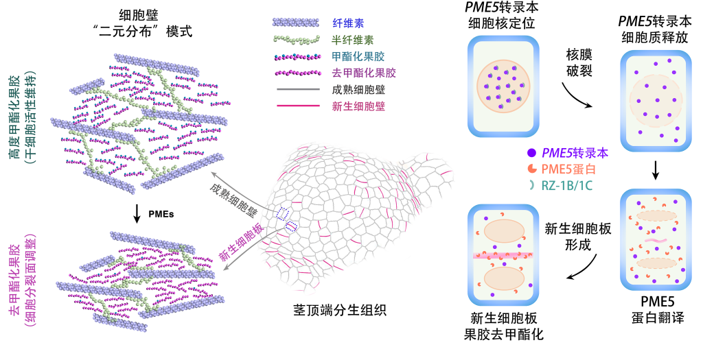 细胞壁是植物“长寿秘诀”所在?中国植物干细胞研究取得重要进展