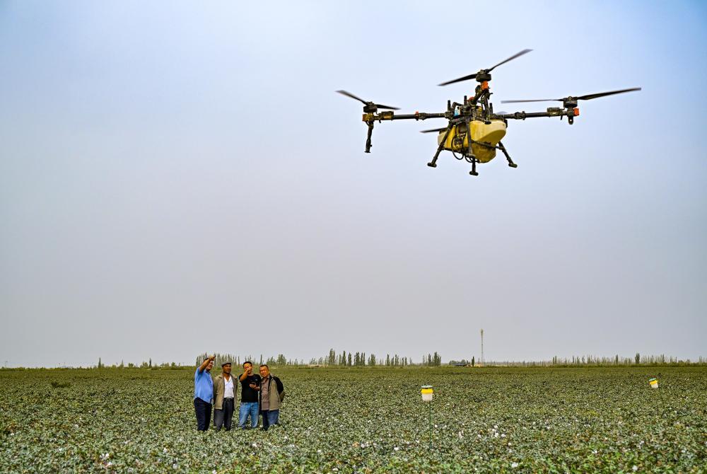 9月19日,极飞超级棉田负责人艾海鹏(右二)在尉犁县的示范棉田里为达西村村民进行智能无人机洒药培训。无人化智慧农场应用农业无人机、农业无人车、遥感无人机、农机自驾仪等系列物联设备实施“水肥一体化”管理,农民用一部手机即可操作智能设备完成多项田间管理工作。