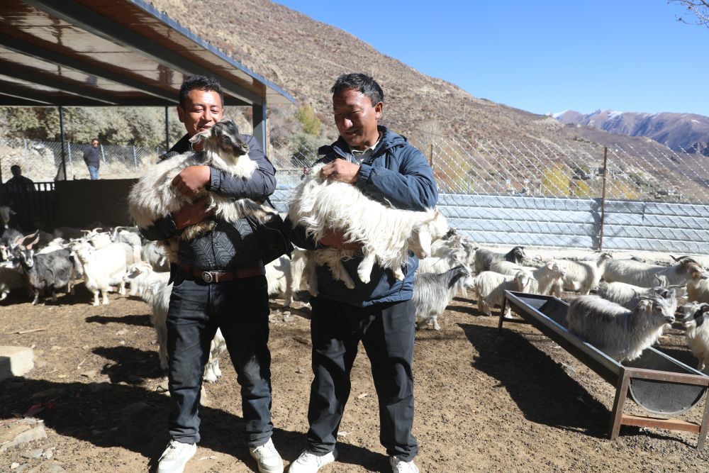 村民在扎嘎新村养殖合作社。新华社发（侯勇 摄）