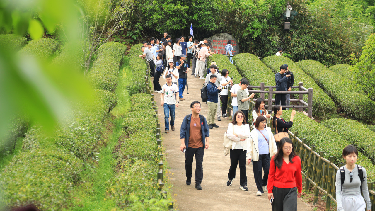媒体记者采风燕子窠生态茶园 潮新闻记者 朱骅超摄