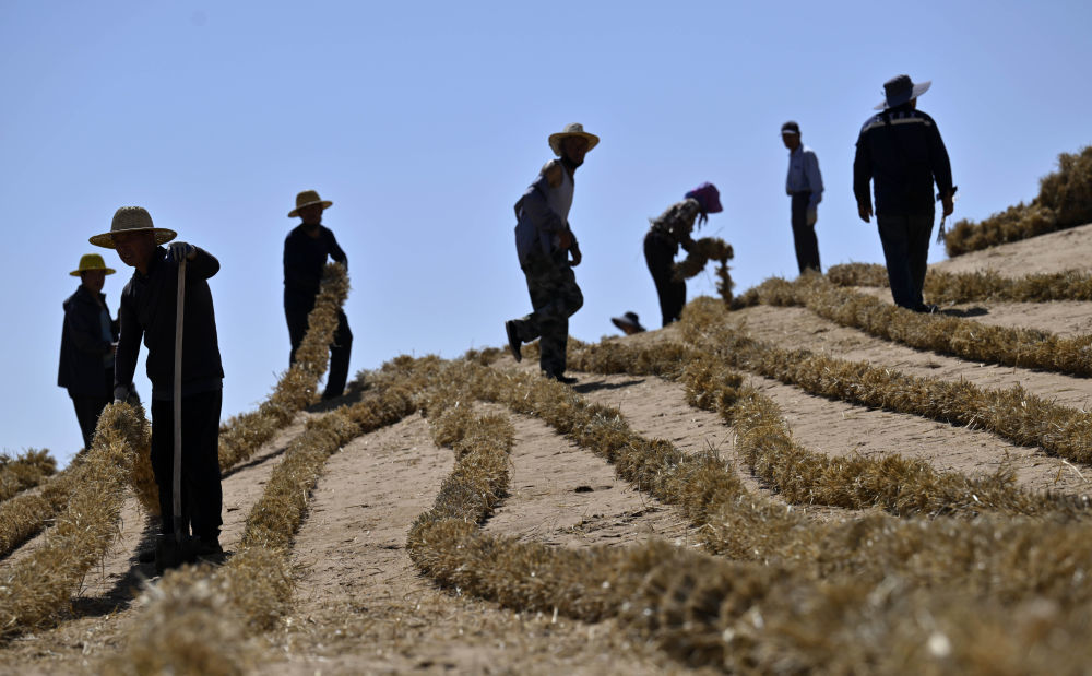 6月30日，治沙工人在位于宁夏中卫市长流水村的腾格里沙漠东南缘扎草方格。新华社记者 王鹏 摄